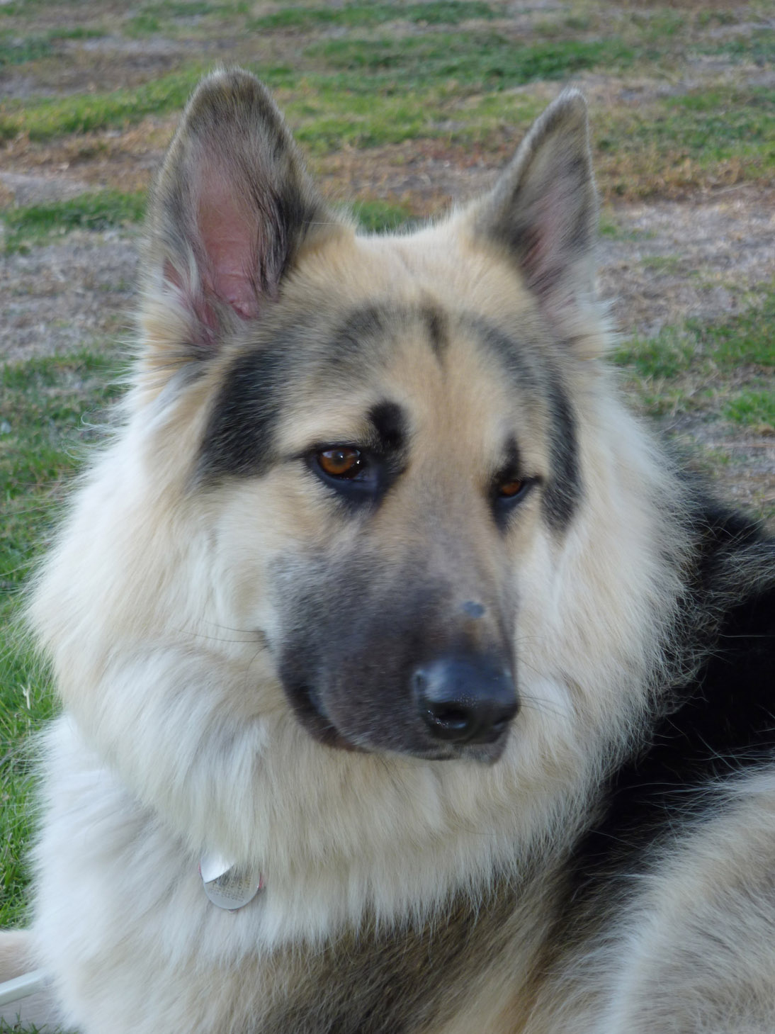Paddi Moyer Rescue Dog, Dakota